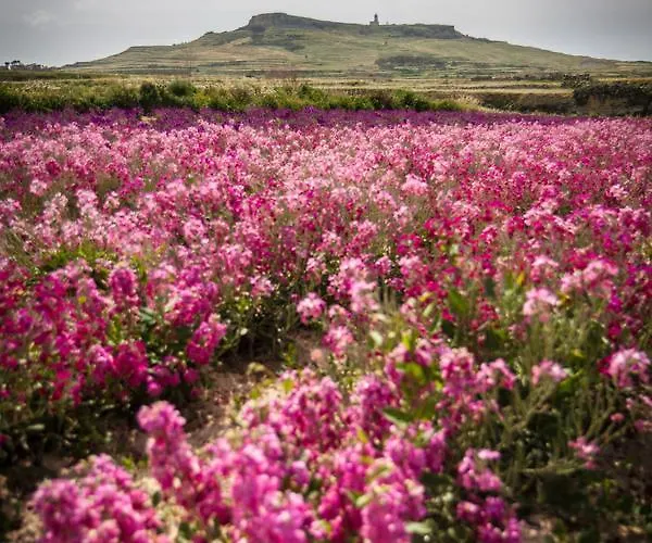 招待所 Id Dar Ta Censu 加拉